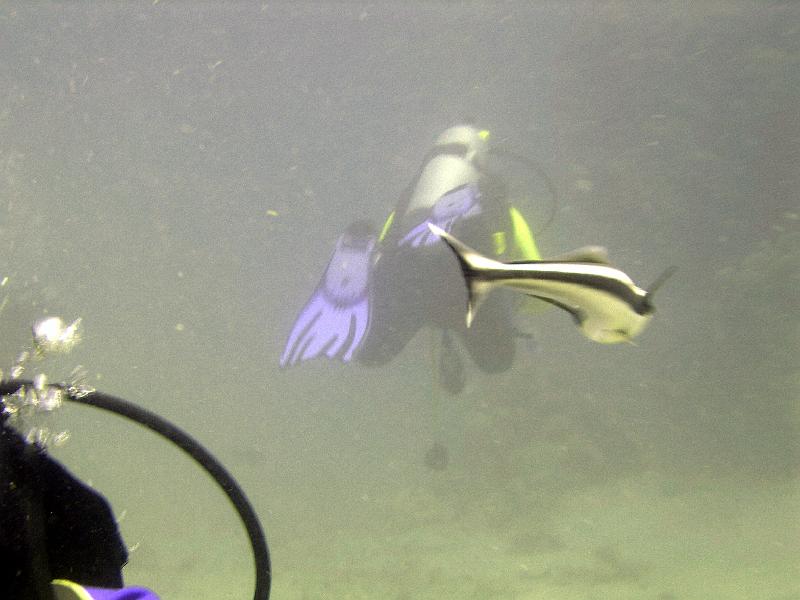 MANGROVE 07  2008 130.jpg